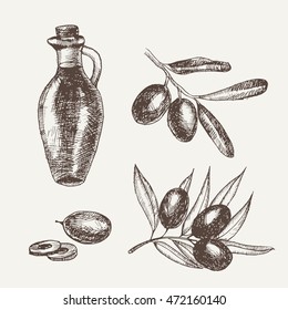 Hand drawn pencil olive set, branch and botle of olive oil. Handdrawn sketch of olives. Vector illustration. EPS 10