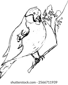 Hand drawn pencil sketch of a bullfinch bird perched on a rowan branch, simple outlined illustration. Ideal for nature-themed and seasonal projects, the sketch radiates serenity and natural elegance.