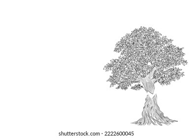 Hand drawn pencil sketch of tree. Oak tree with leaves isolated vintage illustration. Retro style nature illustration with details. Olive tree trunk. Ink sketch drawing. Dry Crooked Tree. Freehand.