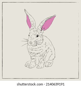 Hand drawn pencil vector illustration of Hare with colour