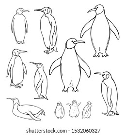 Hand drawn penguins. Vector sketch  illustration.