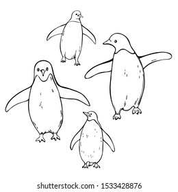Hand drawn penguins. Vector sketch  illustration.