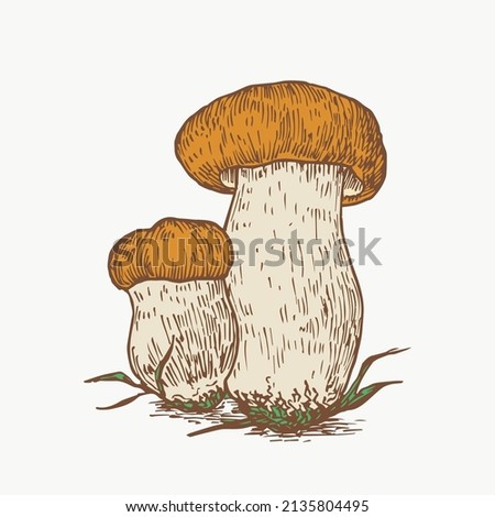 Hand Drawn Penny Bun Boletus Mushrooms Abstract Color Illustration. Fungus Group Engraved Vector Drawing. Isolated
