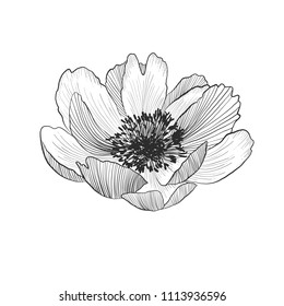 Hand drawn peny  vector. Black and white illustration.