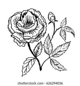 Hand drawn peonies isolated on white background. Sketch, vector illustration.