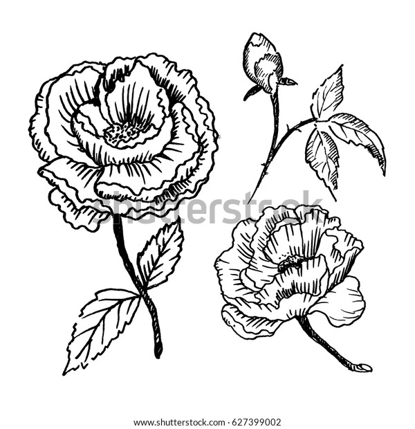 Hand Drawn Peonies Isolated On White Stock Vector Royalty Free 627399002