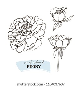 Hand drawn peonies vector illustration