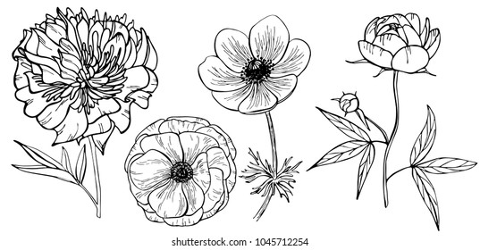 Hand drawn peony flower, anemone isolated on white background. Set of elements. Vector illustration. Perfect for invitation, greeting card, fashion print, poster for textiles, design, coloring book.