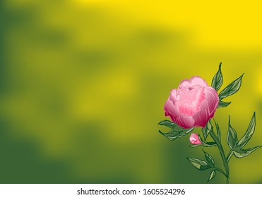 Hand drawn peony flower. Peony flower in flat style on a green background with copy space
