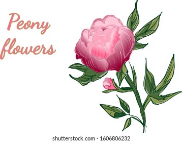 Hand drawn peony flower. Peony flower in flat style on white background