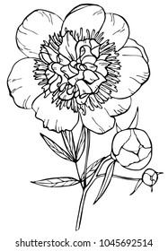 Hand drawn peony flower isolated on white background. Vector illustration. Perfect for invitation, greeting card, postcard, fashion print, banner, poster for textile, fashion design, coloring book.
