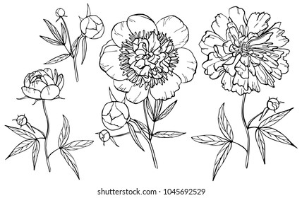 Hand drawn peony flower isolated on white background. Set of elements. Vector illustration. Perfect for invitation, greeting card, fashion print, banner, poster for textiles, design, coloring book.