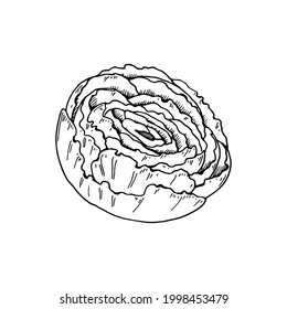 Hand drawn peony flower isolated on white background. Vector illustration in sketch style