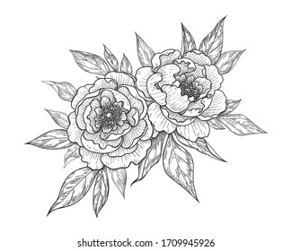 Hand drawn peony flower and leaves bunch isolated on white. Vector line art monochrome elegant floral composition in vintage style, t-shirt, tattoo design, coloring page, wedding decoration.