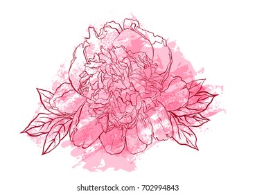 Hand drawn peony flower vector illustration.