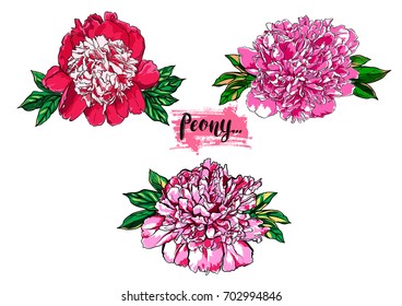 Hand drawn peony flower vector set illustration.