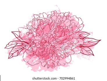 Hand drawn peony flower vector illustration.