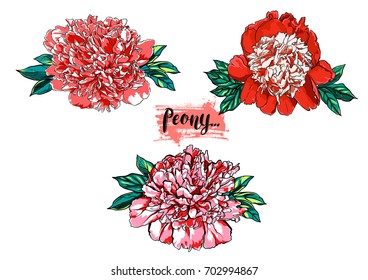 Hand drawn peony flower vector set illustration.