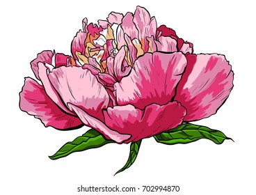 Hand drawn peony flower vector illustration.