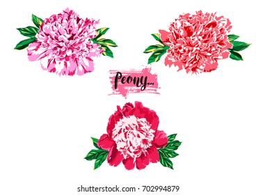 Hand drawn peony flower vector set illustration.