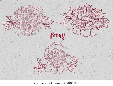 Hand drawn peony flower vector set illustration.