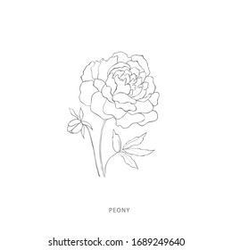 Hand drawn peony flower.Plant design elements. Botanical logo.