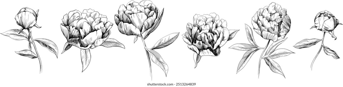 Hand drawn peony flowers isolated on white background. Wildflowers collection.