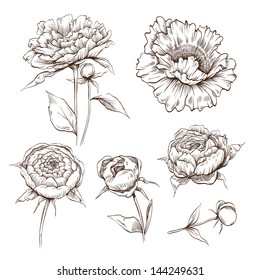 Hand drawn peony flowers vector set