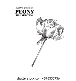 Hand drawn peony isolated on white background. Flowers sketches elements. Retro hand-drawn floral vector illustration.