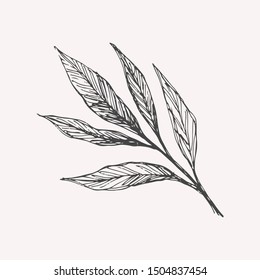 Hand drawn peony leaf sketch. Botanical illustration 