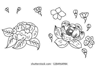 Hand drawn peony and lotus with sakura flower vector for coloring book isolate on white background.