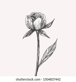 Hand drawn peony sketch. Botanical illustration