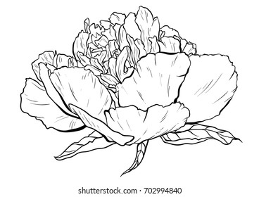 Hand drawn peony vector illustration.