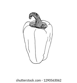 Hand drawn pepper. Sketch vector illustration . Fresh organic vegetable. Food drawing. For label, poster, print. Isolated on white.