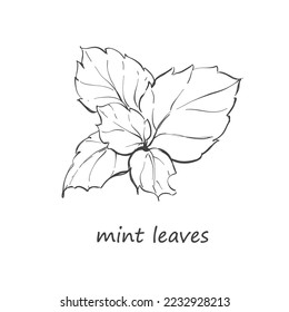 Hand drawn Peppermint Leaves herbs on a white 
background outline monochrome ink style 
for artwork, logo, packaging.
