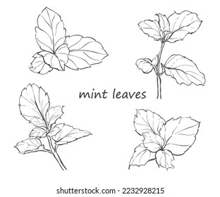 Hand drawn Peppermint Leaves herbs on a white 
background outline monochrome ink style 
for artwork, logo, packaging.