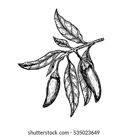 Hand drawn ?hili peppers on a branch. Vector illustration.