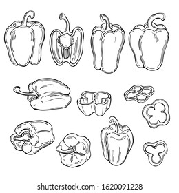Hand drawn peppers. Vector sketch  illustration.