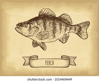 Hand drawn perch fish isolated. Old craft paper texture background. Ribbon banner. Engraved style vector illustration. Template for your design works.