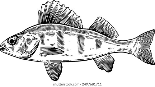 Hand drawn Perch Fish Seafood Sketch Illustration