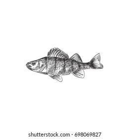 Hand Drawn Perch Sketch Symbol. Vector Bass Element In Trendy Style.