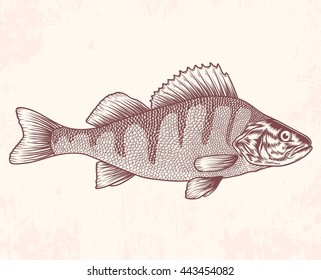 Hand drawn perch. Vector illustration