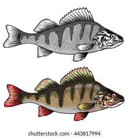 Hand drawn perch. Vector illustration