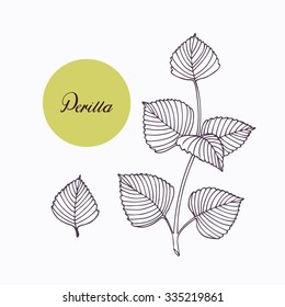 Rama de hierba de perilla dibujada a mano con hojas aisladas en blanco. Hierbas picantes dibujadas a mano. ingrediente de cocina de Doodle para el diseño. Sazonamiento hecho a mano. Ilustración del vector