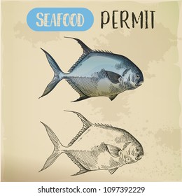 Hand drawn permit or game fish of atlantic ocean. Underwater animal sketch. Restaurant menu or sport aquatic fishing catch trophy. Natural saltwater wildlife, maritime and nautical theme.