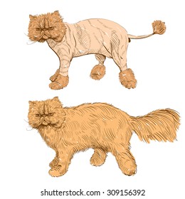 Hand drawn persian cat. Barber style, vector illustration