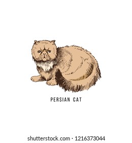 Hand drawn persian cat. Vector illustration