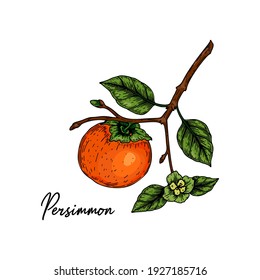 Hand drawn persimmon brunch with fruit, leaves and flower isolated on white background. Vector illustration in colored sketch style
