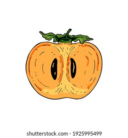 Hand drawn persimmon cut in half isolated on white background. Vector illustration in colored sketch style