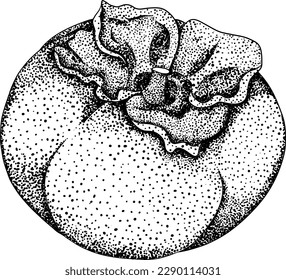 Handgezeichneter Persimmon, Dattelfrucht. botanisch Schwarz-Weiß, Vektorgrafik auf Skizze, Gravur-Stil